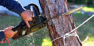 Best Tree Mulching  in Scottsville, NY