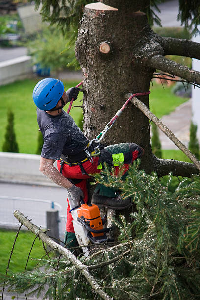Best Lawn Watering Services  in Scottsville, NY