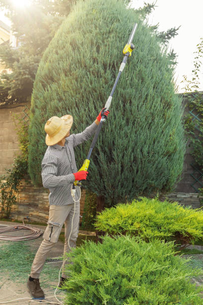 Best Tree Health Inspection  in Scottsville, NY