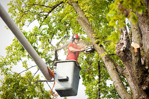 Best Aeration Services  in Scottsville, NY