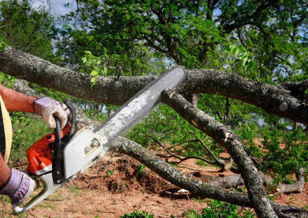 Best Lawn Maintenance Plans  in Scottsville, NY